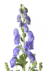 bigstock-Aconitum-napellus-Monkshood--27122108