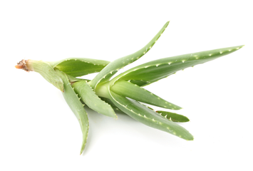 bigstock-Aloe-Vera-4055195